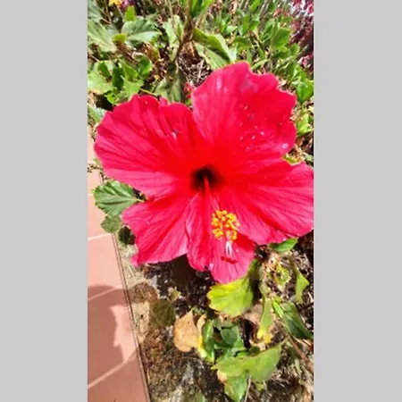 Appartement Tamarindo 28, Pool Front,free Wifi