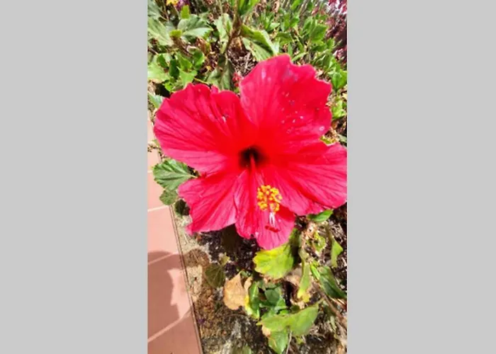 Lägenhet Tamarindo 28, Pool Front,free Wifi